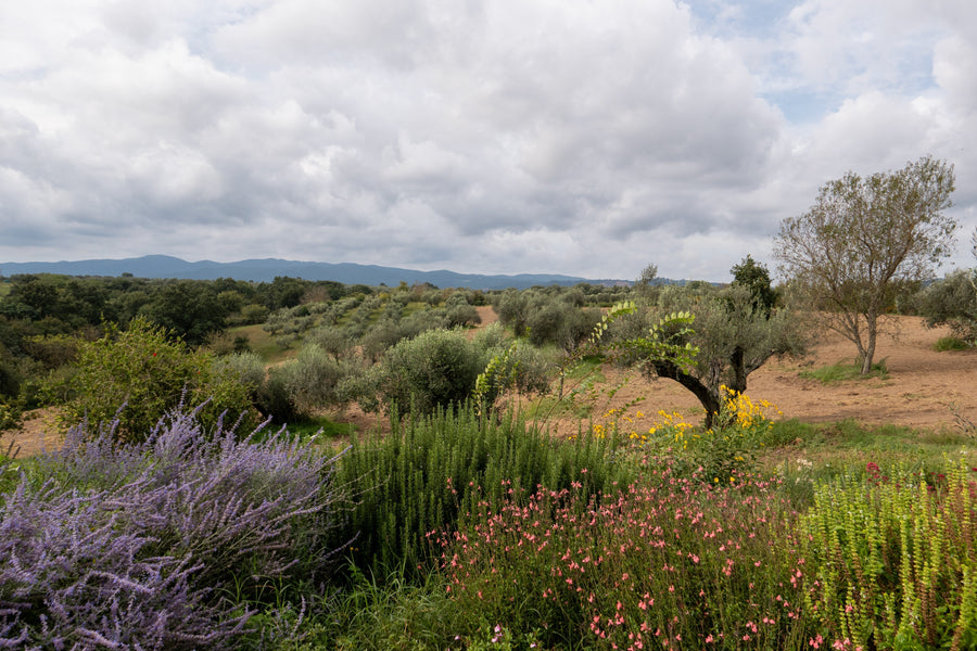 A Garden Between Nature and Culture