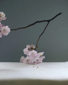 Alban Vase Tulip