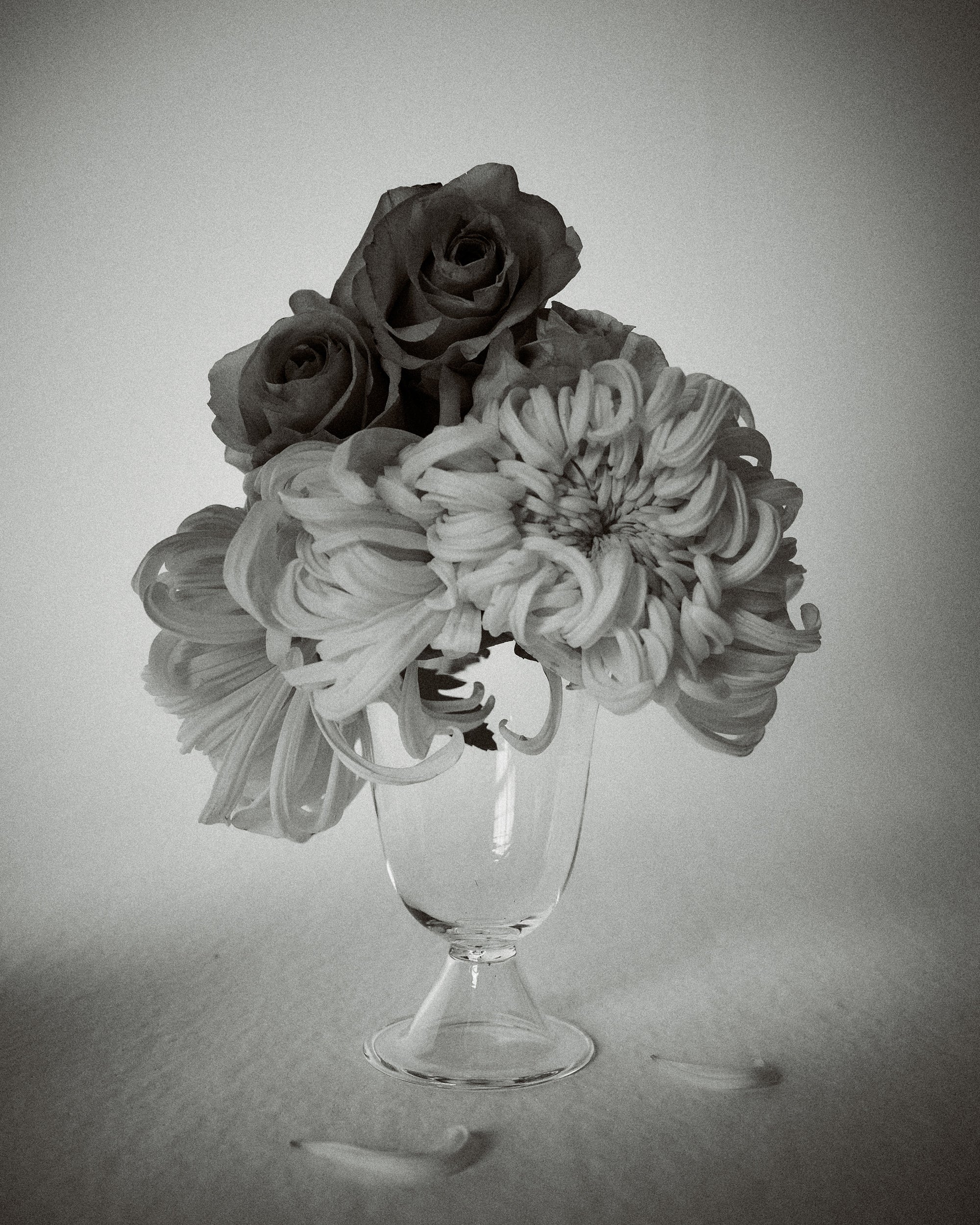 Alban Vase Poppy