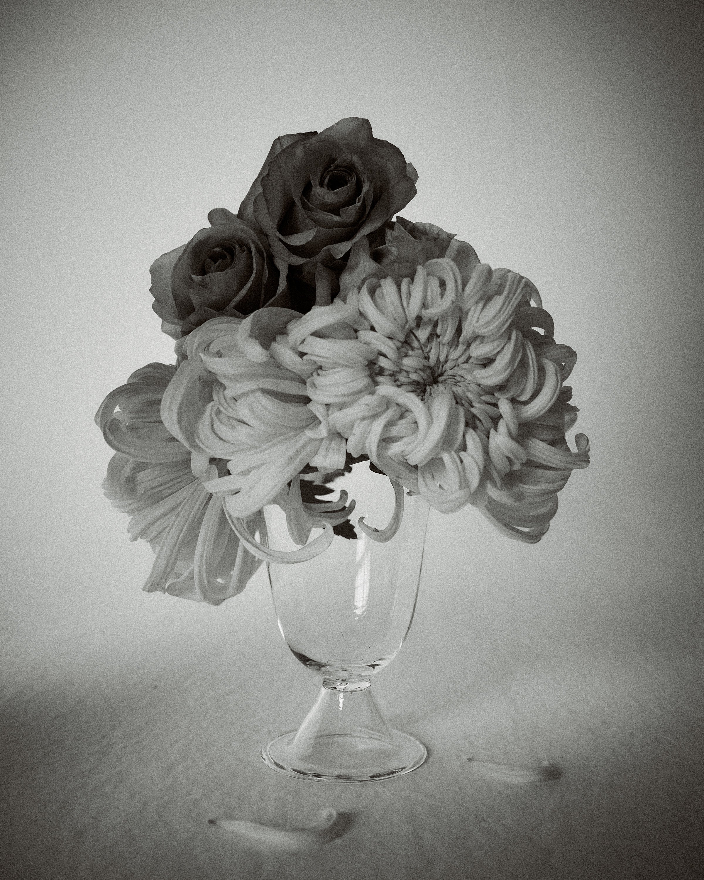 Alban Vase Poppy