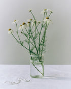 Peter Glass Small - White