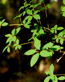 Nail Oil Basic